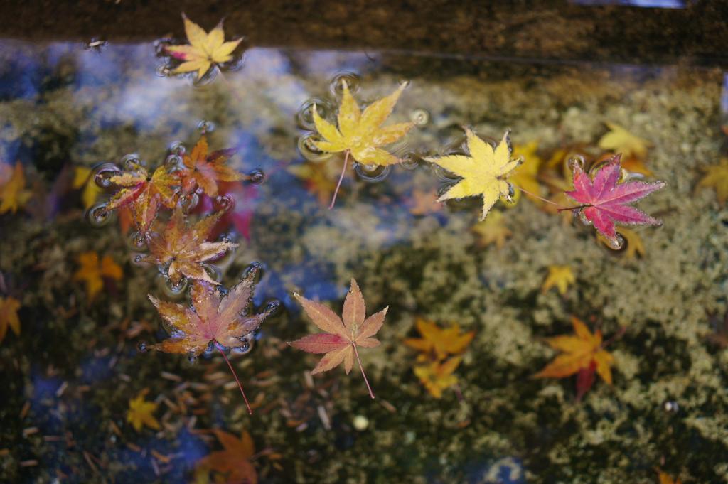 Jeugiya Villa Kyoto Bagian luar foto