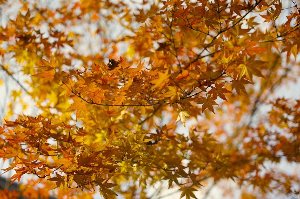 Jeugiya Villa Kyoto Bagian luar foto